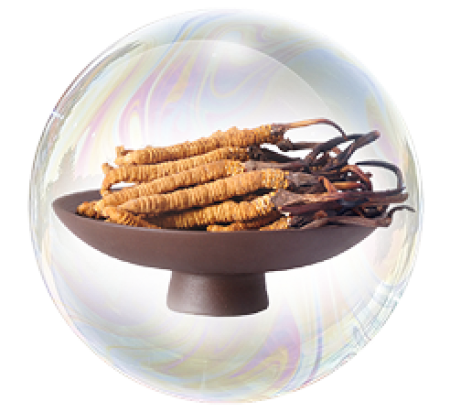 Экстракт кордицепса