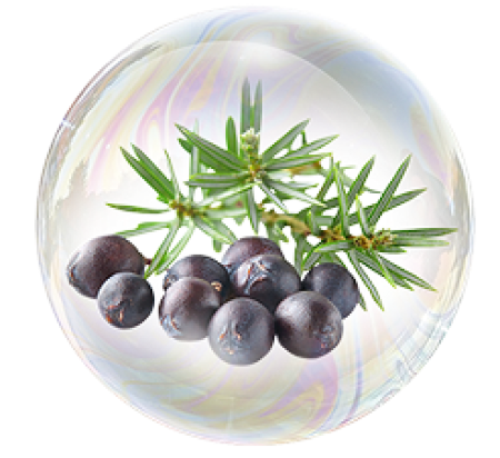 Листья шикши (водяника сибирская)